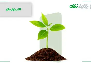 نهال بادام: سرزندگی اقتصادی با کاشت درختان مقاوم

