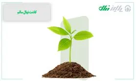 نهال بادام: سرزندگی اقتصادی با کاشت درختان مقاوم

