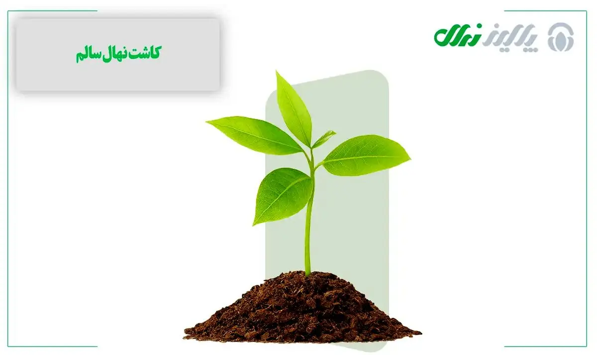 نهال بادام: سرزندگی اقتصادی با کاشت درختان مقاوم

