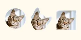 آموزش قراردادن عکس در شکل در ایلوستریتور +[3 گام ]