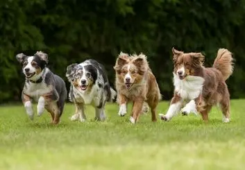 راه های تخلیه انرژی سگ