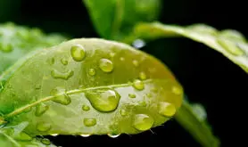 این گیاهان مصنوعی کوچک از باد و باران برای تولید برق استفاده می‌کنند