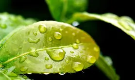 این گیاهان مصنوعی کوچک از باد و باران برای تولید برق استفاده می‌کنند