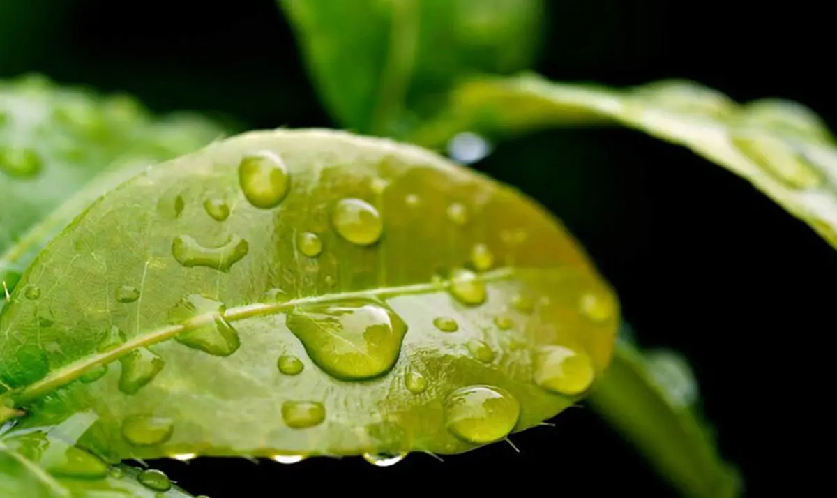 این گیاهان مصنوعی کوچک از باد و باران برای تولید برق استفاده می‌کنند