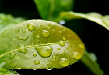 این گیاهان مصنوعی کوچک از باد و باران برای تولید برق استفاده می‌کنند