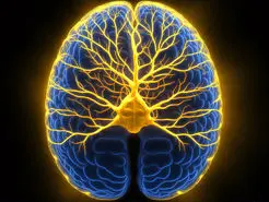 محققان، گفتار را از روی فعالیت مغز بازسازی کردند
