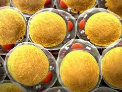 دانشمندان می‌خواهند از سلول‌های چربی برای کاهش وزن استفاده کنند
