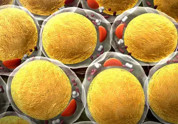 دانشمندان می‌خواهند از سلول‌های چربی برای کاهش وزن استفاده کنند
