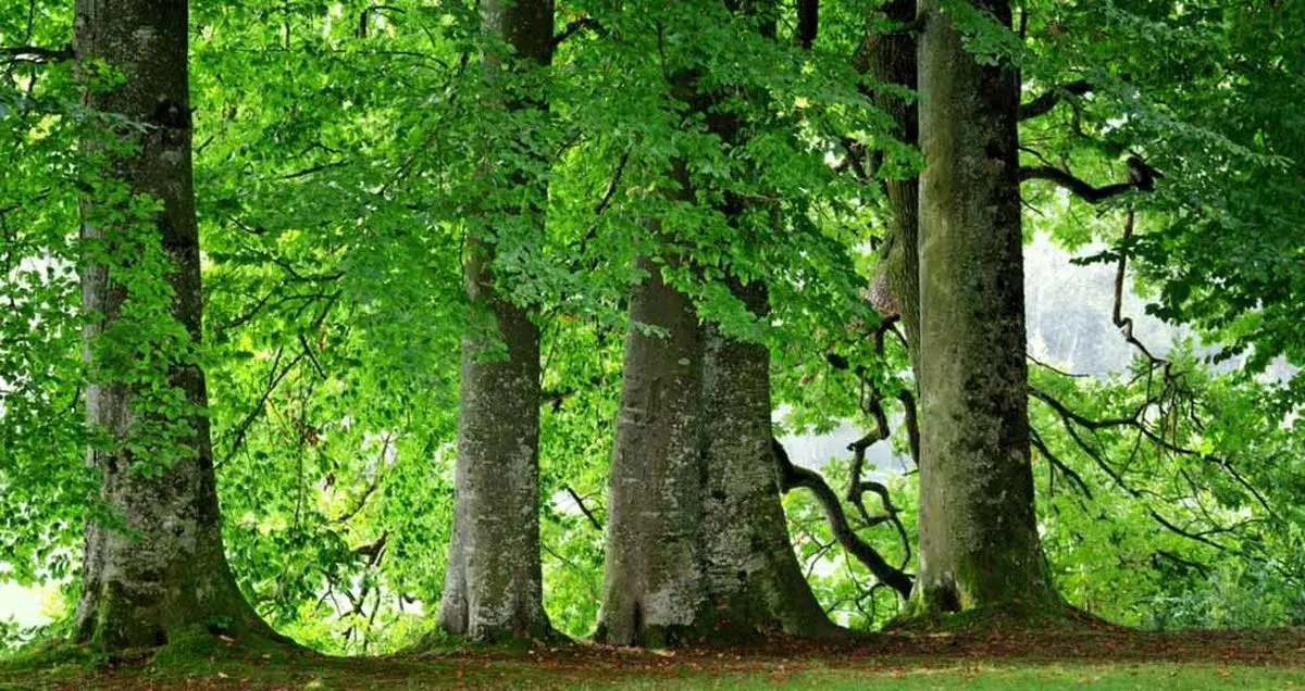 ساخت برگ مصنوعی که دی اکسید کربن را به سوخت تبدیل می کند