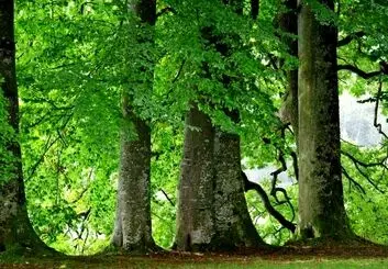 ساخت برگ مصنوعی که دی اکسید کربن را به سوخت تبدیل می کند