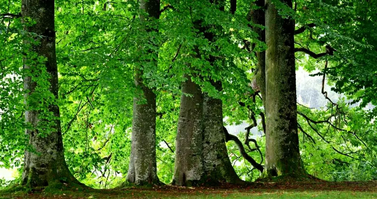 ساخت برگ مصنوعی که دی اکسید کربن را به سوخت تبدیل می کند