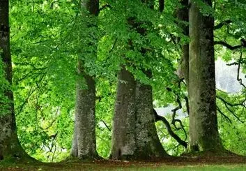 ساخت برگ مصنوعی که دی اکسید کربن را به سوخت تبدیل می کند