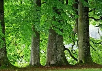 ساخت برگ مصنوعی که دی اکسید کربن را به سوخت تبدیل می کند