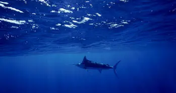 تغییرات اقلیمی موجب کاهش اکسیژن در اقیانوس ها می شود