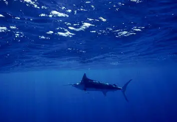 تغییرات اقلیمی موجب کاهش اکسیژن در اقیانوس ها می شود