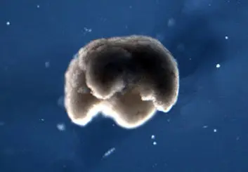 دانشمندان موفق به ساخت Xenobot به وسیله سلول های بنیادی شدند