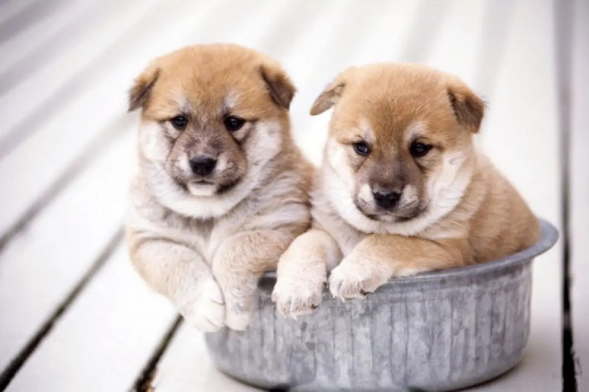 10 چیزی که نباید از اینترنت بخریم ( قسمت هفتم)