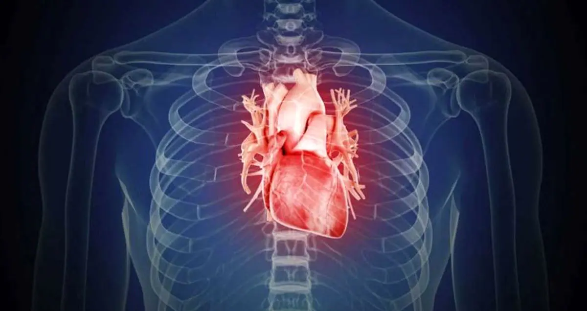 دانشمندان موفق به کاشت ماهیچه قلب آزمایشگاهی در بدن انسان شدند