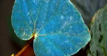 ارتباط درخشش آبی رنگ گیاه بگونیا و مکانیک کوانتوم