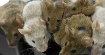 موفقیت حیرت انگیز دانشمندان در خلق حیوان زنده از تخمک های مصنوعی