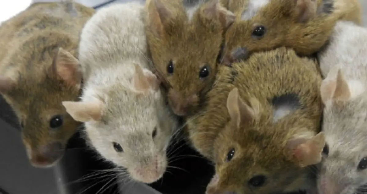 موفقیت حیرت انگیز دانشمندان در خلق حیوان زنده از تخمک های مصنوعی