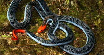 ساخت قوی ترین مسکن از کشنده ترین مار جهان