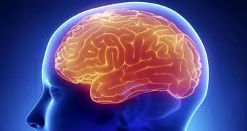 ثابت ماندن الگوی مغز با یادگیری زبان های مختلف