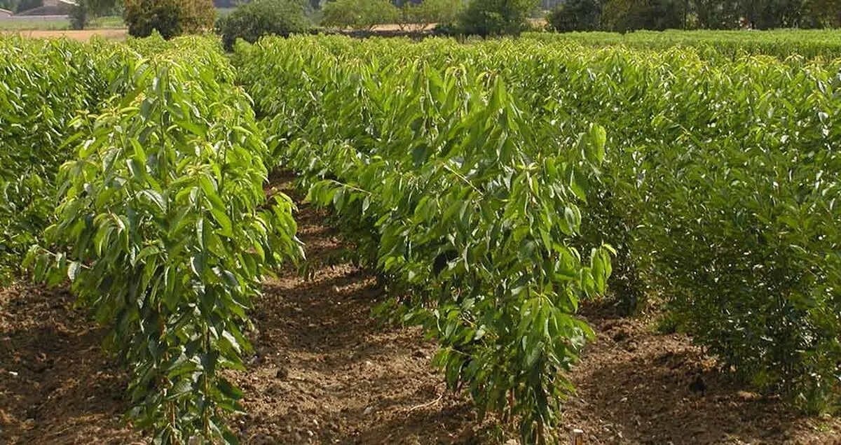 اینفوگرافیک درختکاری سامسونگ در ایران