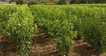 اینفوگرافیک درختکاری سامسونگ در ایران