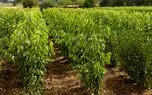 اینفوگرافیک درختکاری سامسونگ در ایران
