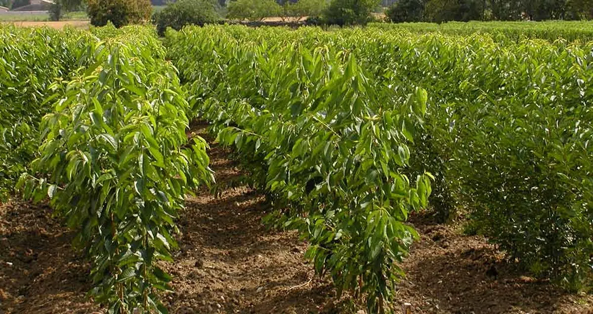 اینفوگرافیک درختکاری سامسونگ در ایران