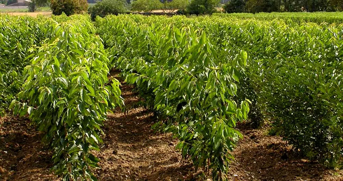 اینفوگرافیک درختکاری سامسونگ در ایران