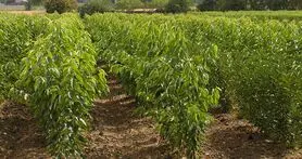 اینفوگرافیک درختکاری سامسونگ در ایران