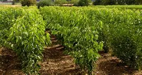 اینفوگرافیک درختکاری سامسونگ در ایران