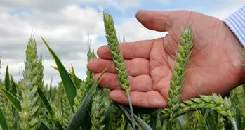 مولکولی که کشاورزی را متحول می کند