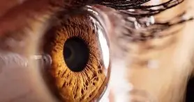 القای توهم بصری توسط مغز