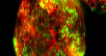 سوییچ خاموش ابزار ویرایش ژن کریسپر