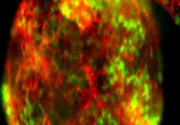 سوییچ خاموش ابزار ویرایش ژن کریسپر