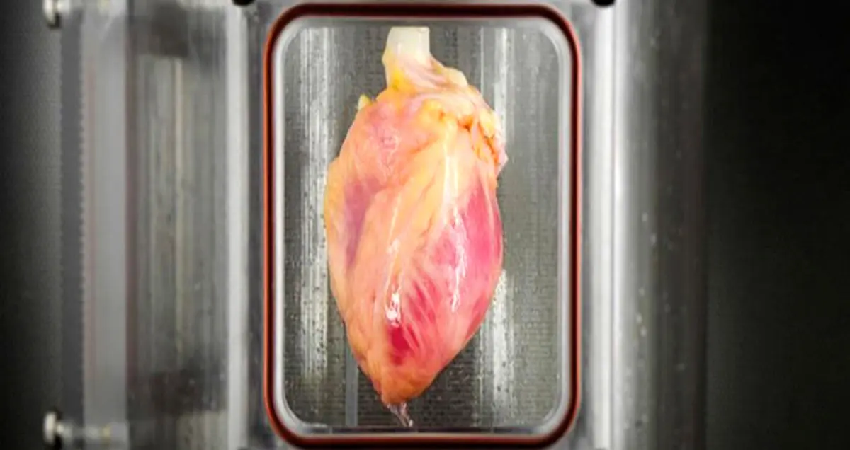 دانشمندان موفق به نگهداری و پرورش قلب در حال تپش در آزمایشگاه ها شدند