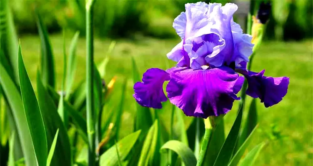 کشف گونه جدیدی از زنبق در خراسان و ثبت آن به نام حکیم فردوسی