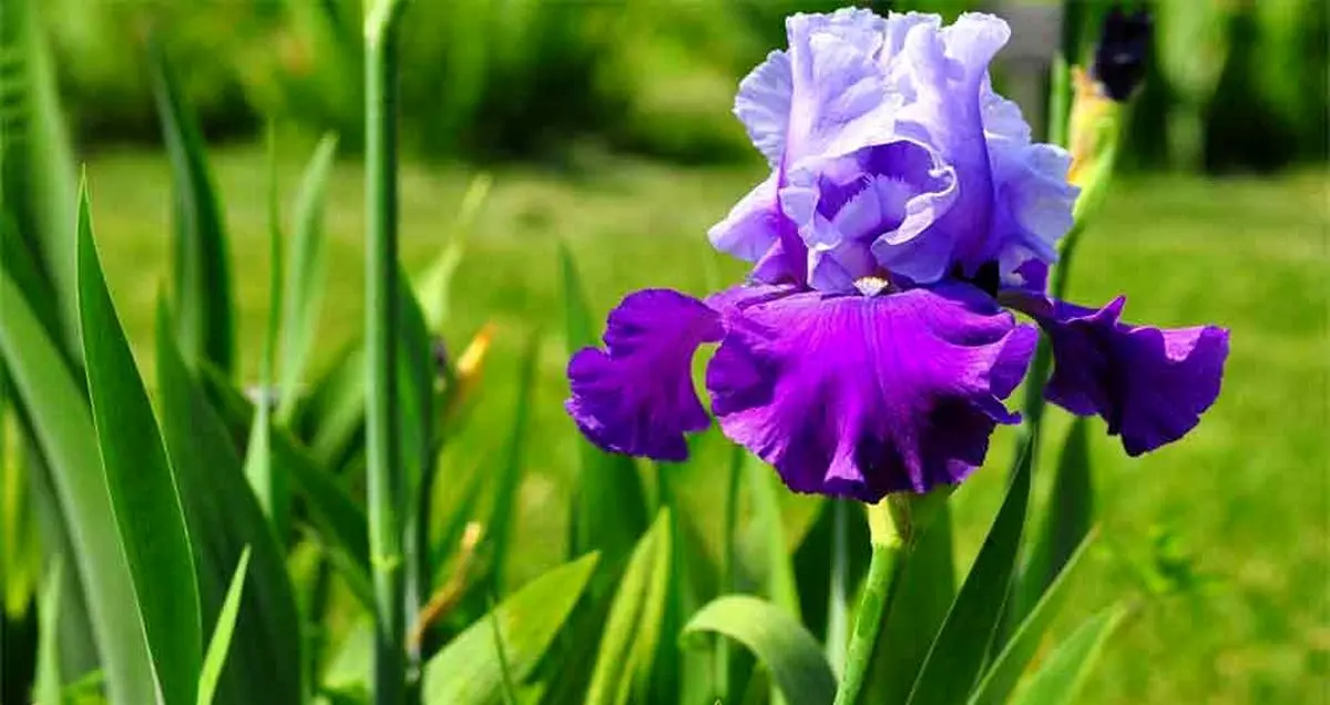 کشف گونه جدیدی از زنبق در خراسان و ثبت آن به نام حکیم فردوسی