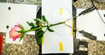 ذخیره انرژی در گل سرخ سایبورگ