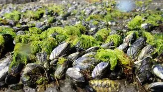 محققان با الهام گرفتن از صدف، به نوعی چسب مخصوص زیر آب دست یافتند