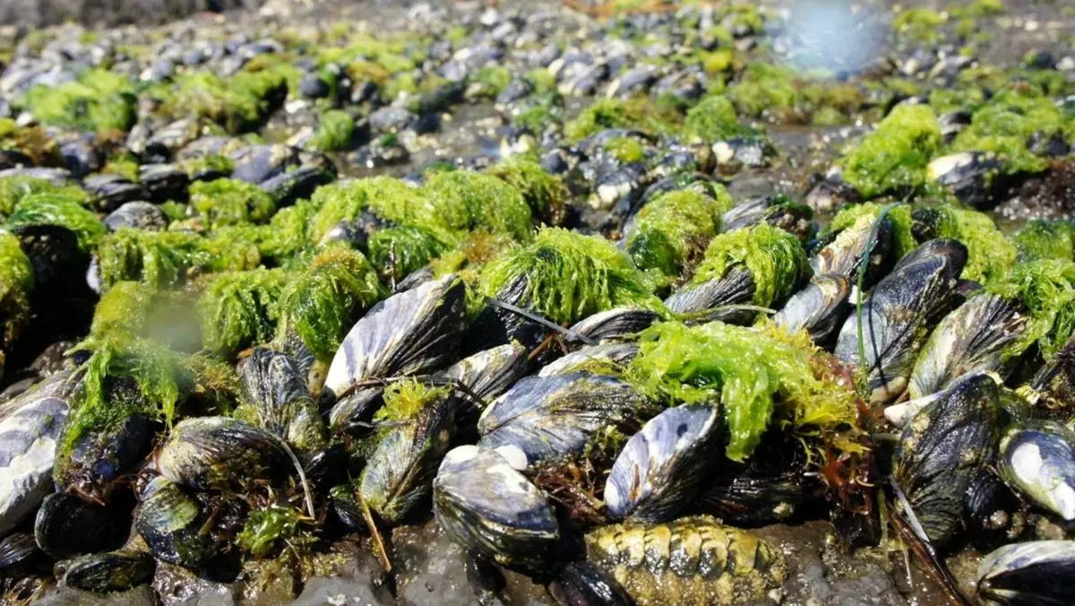 محققان با الهام گرفتن از صدف، به نوعی چسب مخصوص زیر آب دست یافتند