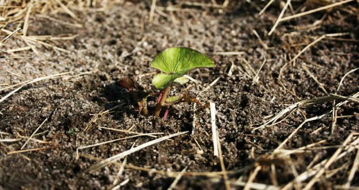 امکان کشت سیب زمینی در مریخ وجود دارد