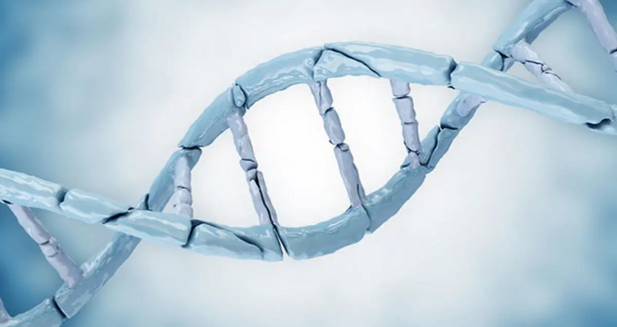 ترمیم DNA راهی برای جوان سازی و جلو گیری از پیری