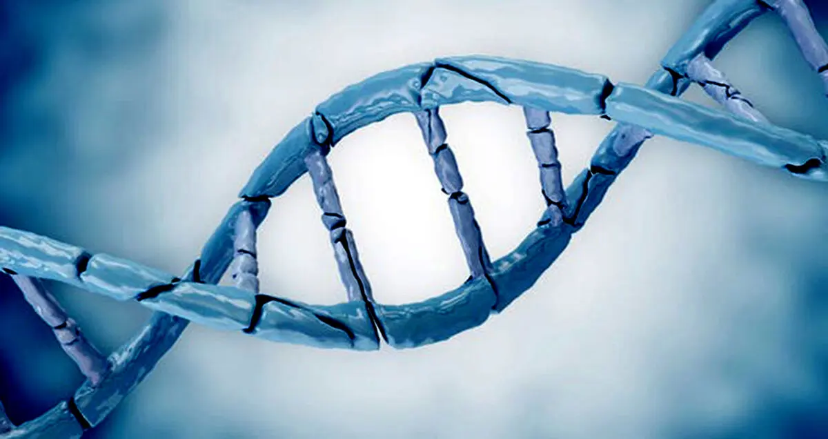 ترمیم DNA راهی برای جوان سازی و جلو گیری از پیری