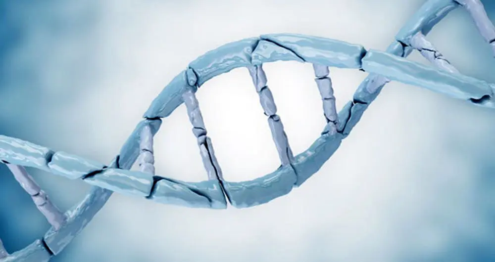 ترمیم DNA راهی برای جوان سازی و جلو گیری از پیری