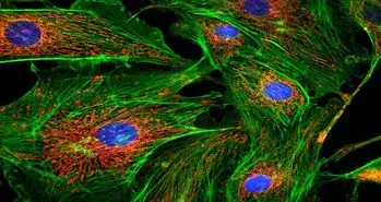 تکنیک جدید تصویربرداری میکروسکوپی با استفاده از نانوذرات