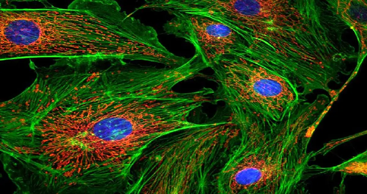 تکنیک جدید تصویربرداری میکروسکوپی با استفاده از نانوذرات